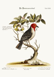 The Dominican-Cardinal, 1749-73